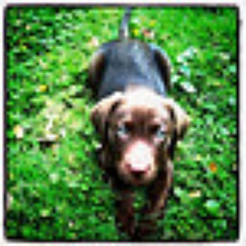 jacks puppy farm s farm pet stores 6370 easton rd pipersville pa reviews photos jacks puppy farm s farm pet stores 6370 easton rd pipersville pa reviews photos