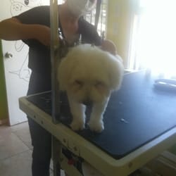 Go Go Spa Self Serve Dog Wash logo