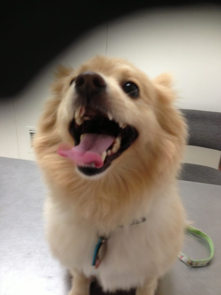 Affordable Animal Hospital Long Beach Long Beach Ca Affordable Animal Hospital Long Beach Long Beach Ca