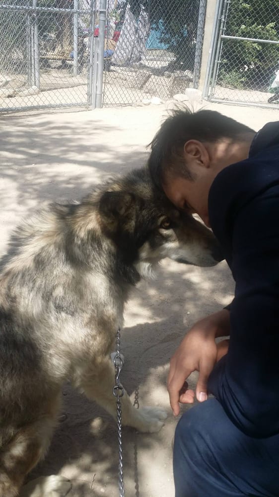 Wolf Mountain Sanctuary 143 Photos Animal Shelters 7520 Fairlane