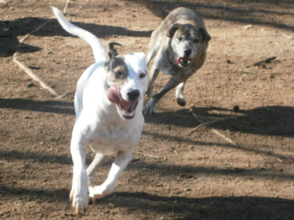 Mecklenburg County William R Davie Park 31 Photos Dog Parks
