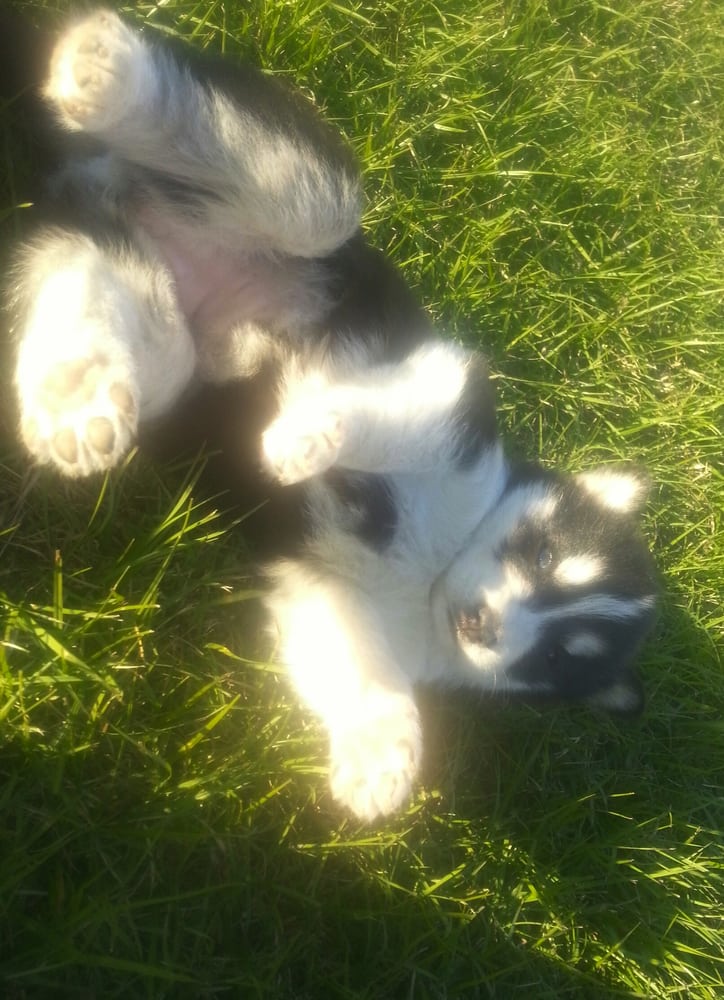 dreamy puppies dreamy puppy pet services chantilly va yelp dreamy puppies dreamy puppy pet services chantilly va yelp