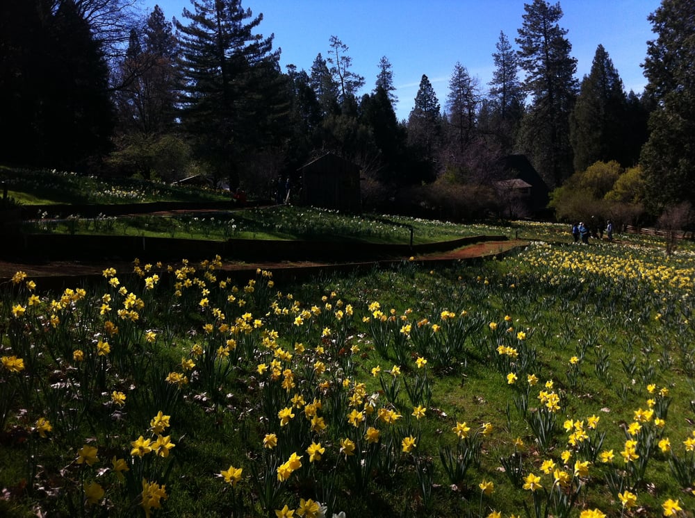 Daffodil Hill 103 Photos Landmarks & Historical Buildings Volcano, CA Reviews Yelp