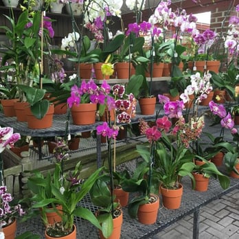 RF Orchids - 423 Photos & 29 Reviews - Nurseries & Gardening - 28100 SW