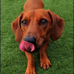 daycare portland dogs dig it doggie daycare pet boarding pet sitting portland or yelp daycare portland dogs dig it doggie daycare pet boarding pet sitting portland or yelp