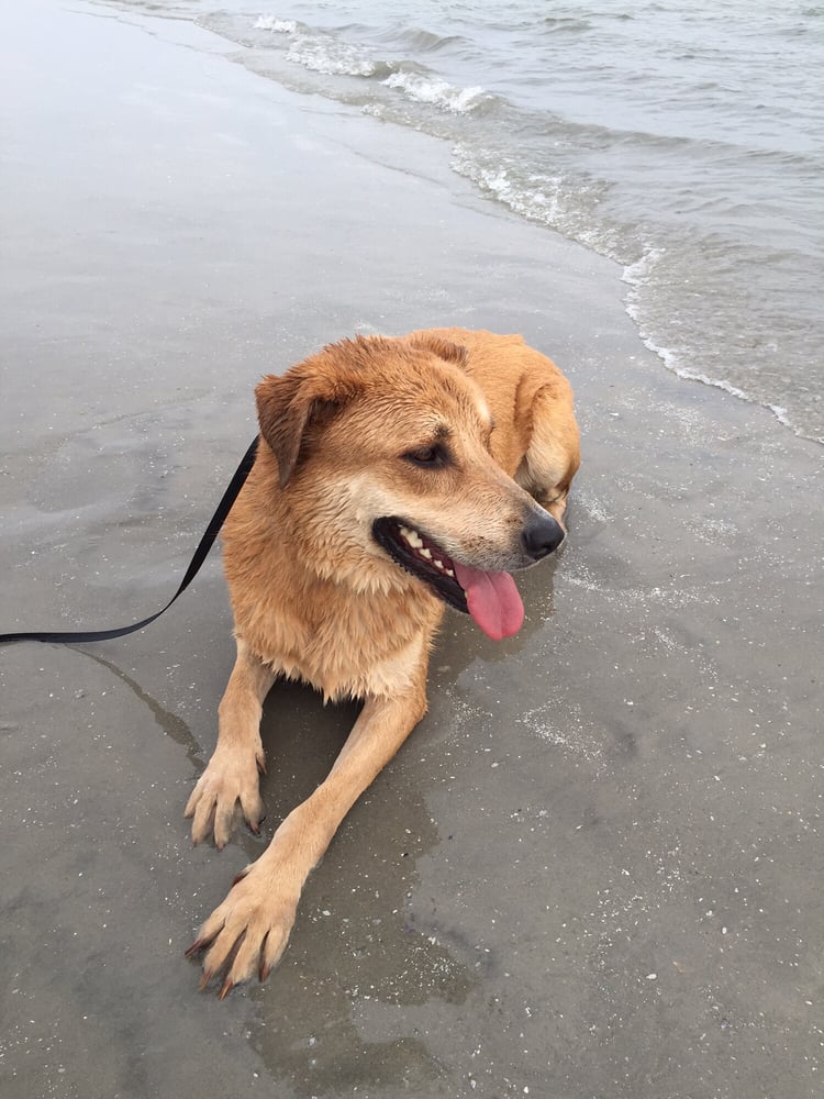 Wildwood Dog Beach Beaches Wildwood, NJ Reviews Photos Yelp
