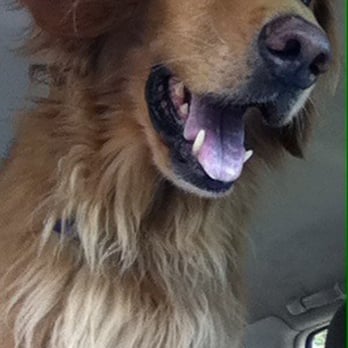 scrubby puppy scrubby puppy pet wash salon upland ca united states yelp scrubby puppy scrubby puppy pet wash salon upland ca united states yelp