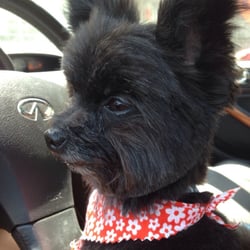 yuppie puppy oak park the yuppie puppy pet groomers oak park il yelp yuppie puppy oak park the yuppie puppy pet groomers oak park il yelp