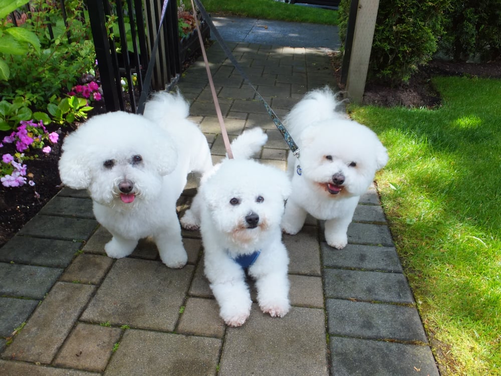 Paw Prints Grooming Salon Pet Groomers Vancouver, BC Yelp