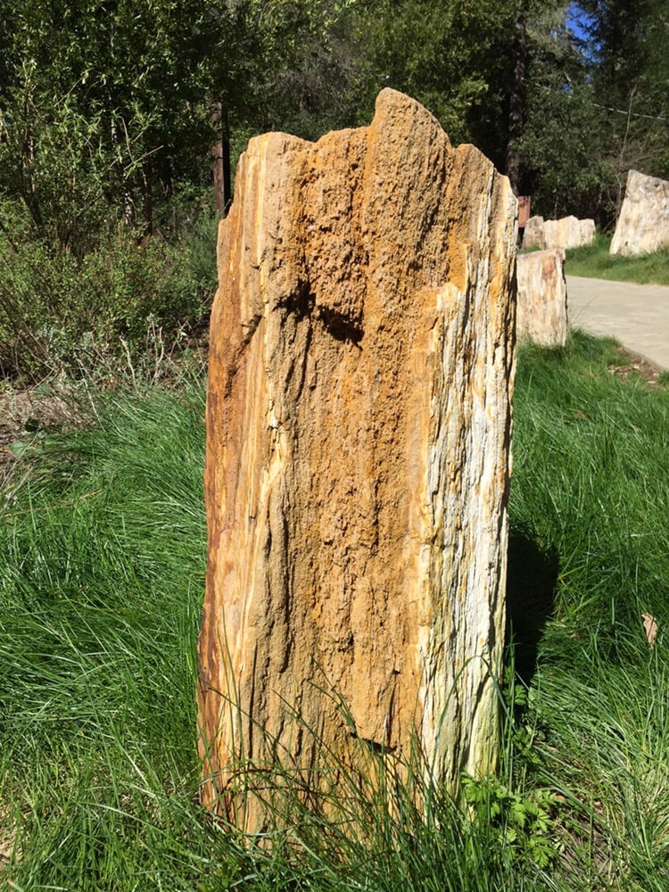 Petrified Forest 61 Photos Parks Calistoga, CA Reviews Yelp