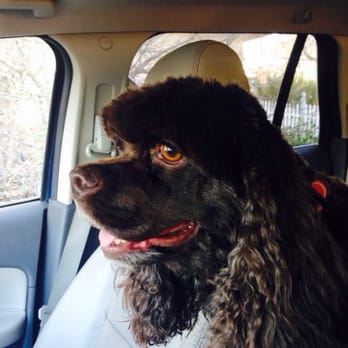 Santa Barbara Dog Friendly Job Santa Barbara Dog Friendly Job