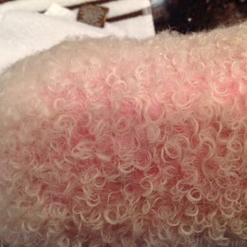 razor burn on dogs point vicente animal hospital veterinarians rancho palos verdes ca reviews razor burn on dogs point vicente animal hospital veterinarians rancho palos verdes ca reviews