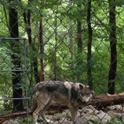Lakota Wolf Preserve - Zoos - Columbia, NJ - Reviews - Photos - Yelp