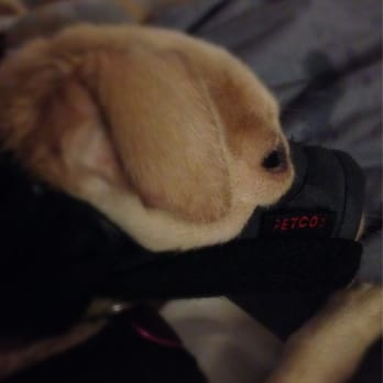 muzzle petco petco alameda ca united states puppy muzzle made by petco a true problem solver muzzle petco petco alameda ca united states puppy muzzle made by petco a true problem solver