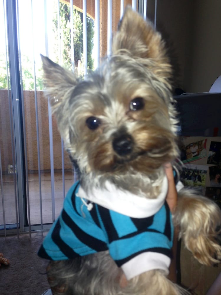 8 lb yorkie joey on his day with us yelp 8 lb yorkie joey on his day with us yelp