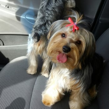 my yorkie smells happy paws pet grooming 242 photos pet groomers santa ca united states my yorkie smells happy paws pet grooming 242 photos pet groomers santa ca united states