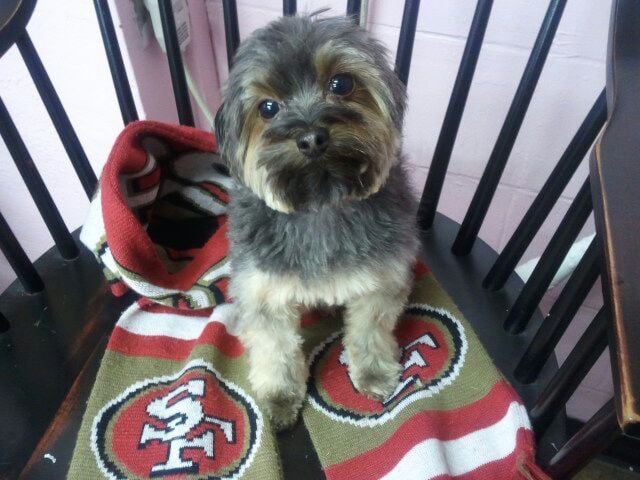 yorkie poo grown up meet ari the yorkie poo he is grown such a gentleman i could just hold him all yorkie poo grown up meet ari the yorkie poo he is grown such a gentleman i could just hold him all