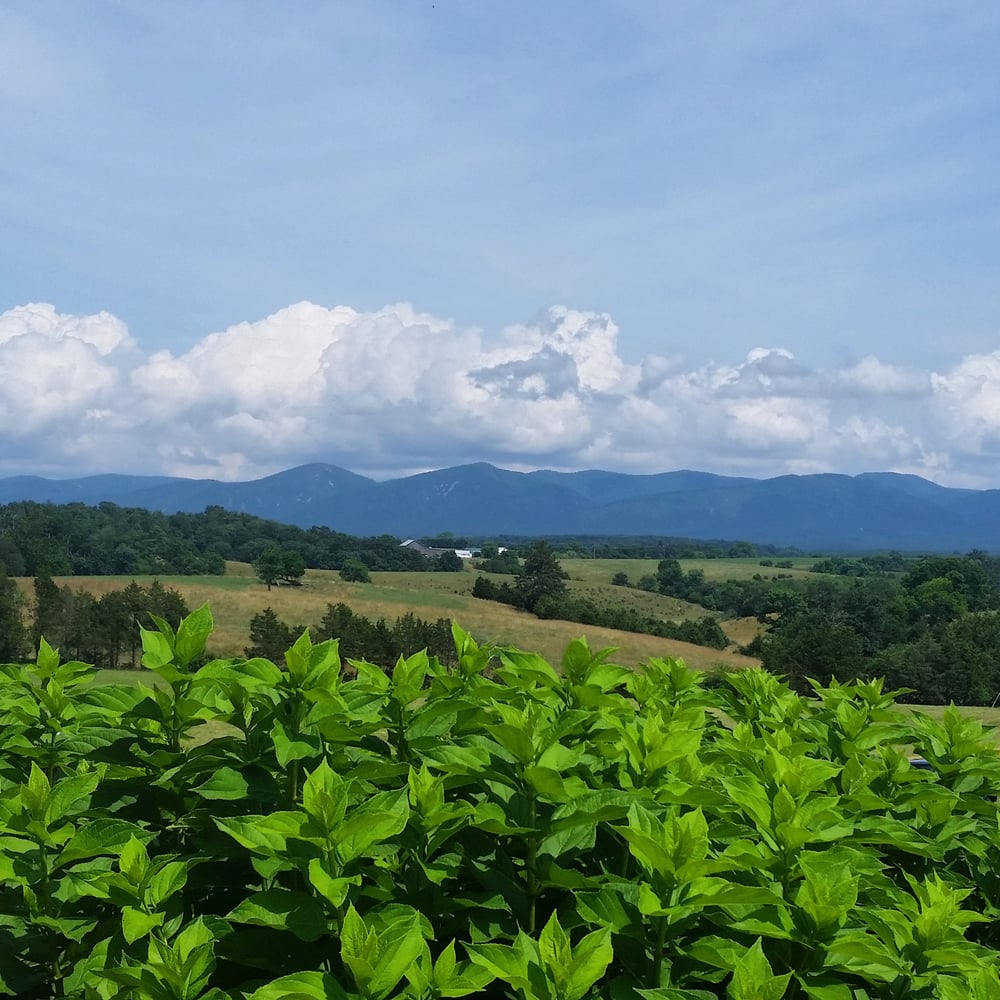 CrossKeys Vineyards 74 Photos Wineries Mount Crawford, VA