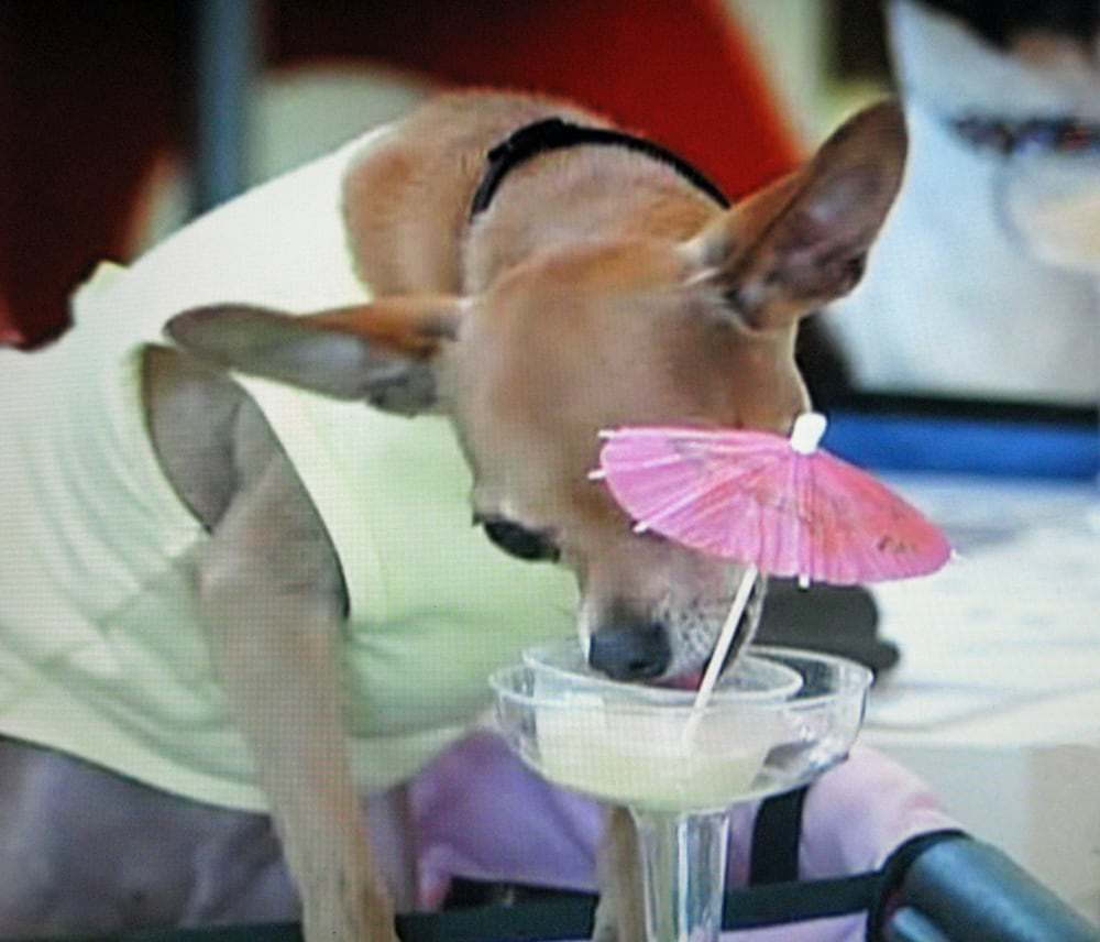 Doggie Bag Café & Pet Boutique 65 Photos Pet Stores Little River