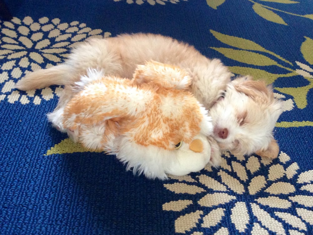 Bark n’ Bitches Dog Boutique 85 Photos Pet Stores Beverly Grove