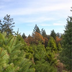 black road christmas tree farms 11 photos christmas black road christmas tree farms 11 photos christmas