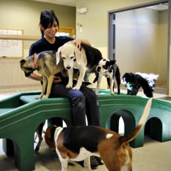 Camp bow wow san antonio Camp Bow Wow® offers premier dog care services in San Antonio. Our doggy day care services are perfect for busy pet parents because your pup can get the exercise and socialization they need, and you can pick up a tired, and happy Camper.