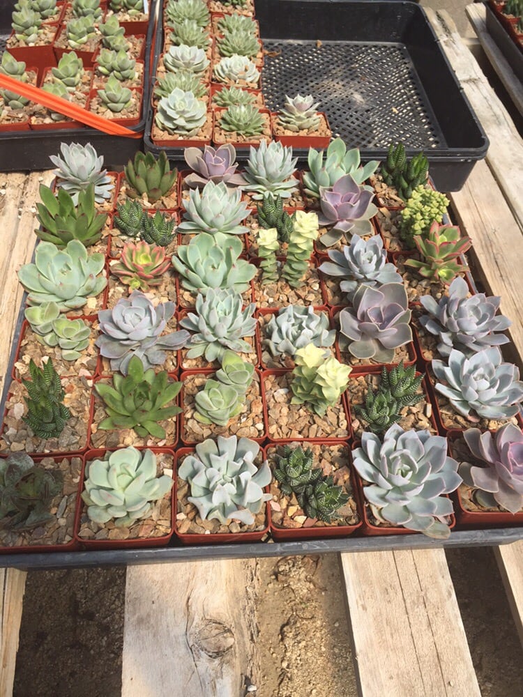 Bach’s Greenhouse Cactus Nursery 133 Photos Nurseries & Gardening