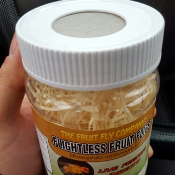 wingless fruit flies petsmart