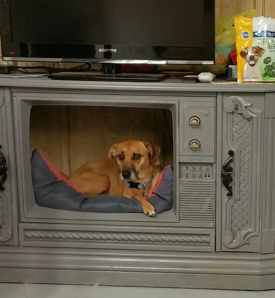 Dog Boarding And Daycare Near Me Dog Boarding And Daycare Near Me