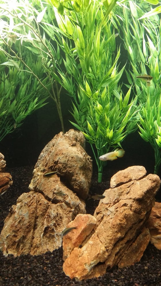 Concord Aquarium Pet Stores Concord, CA Reviews Photos Yelp