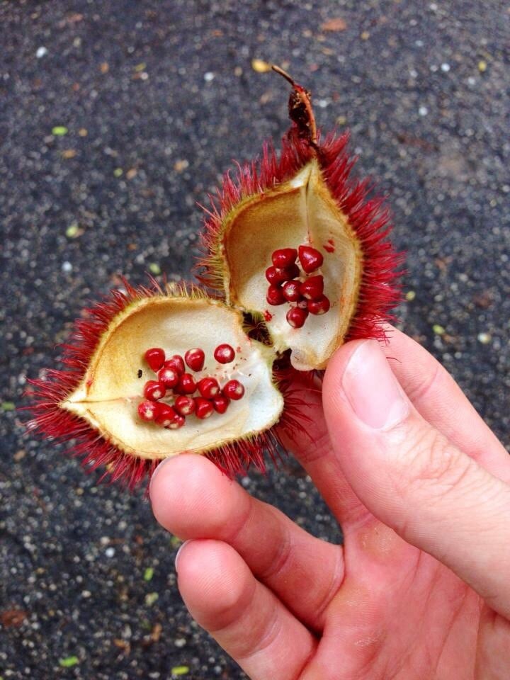 Fruit and Spice Park 94 Photos Botanical Gardens 24801 SW 187th