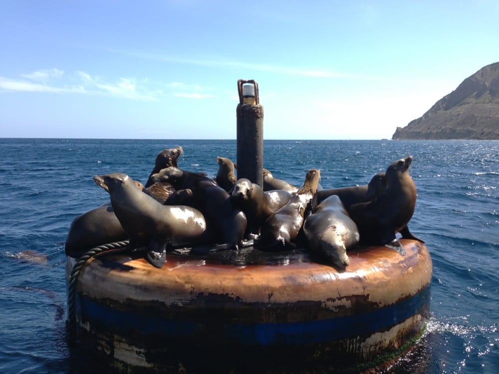 Snorkeling Catalina 55 Photos Snorkeling 107 Pebbly Beach Rd
