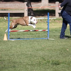 Dog Agility Training Santa Clarita Dog Agility Training Santa Clarita