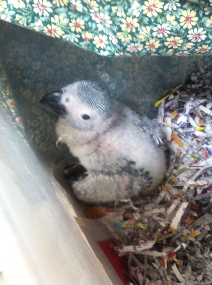 Kookaburra Bird Shop 18 Photos Bird Shops 1845 E Frankford Rd