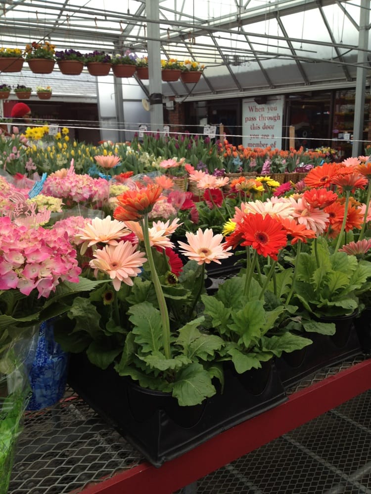 Lambert’s Rainbow Fruit Dorchester Dorchester, MA Yelp