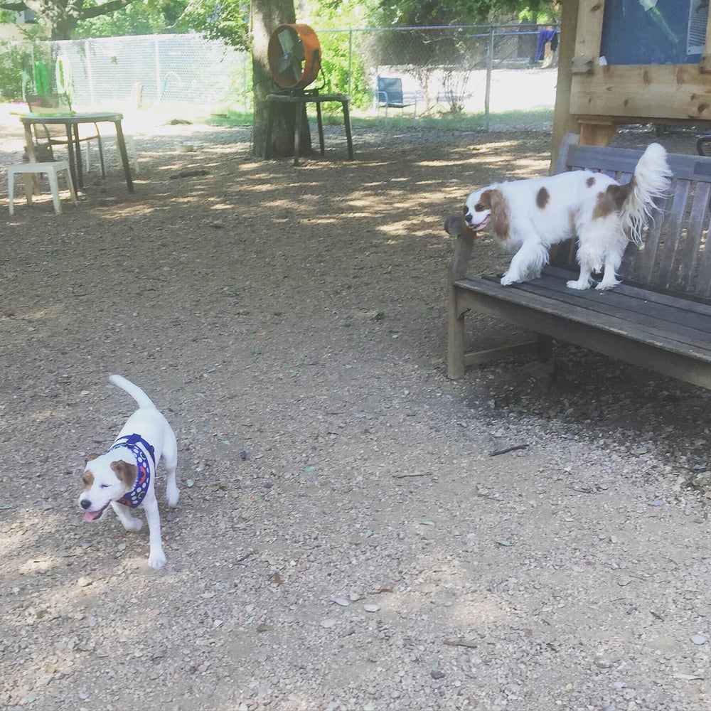 Central Dog Park At Central Christian Church Central Dog Park At Central Christian Church