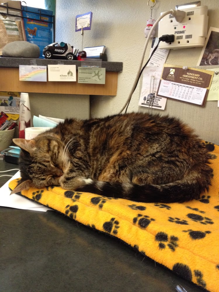 Broadway Veterinary Clinic Veterinarians Portland, OR Yelp