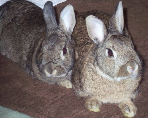 Too Many Bunnies Rabbit Rescue - Pet Services - Yelp