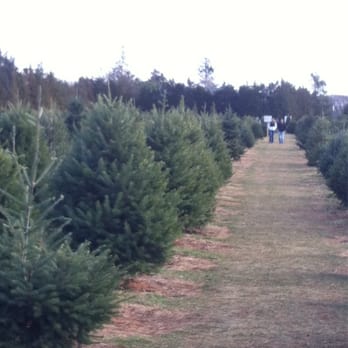 shamrock christmas tree farm christmas trees mattituck shamrock christmas tree farm christmas trees mattituck