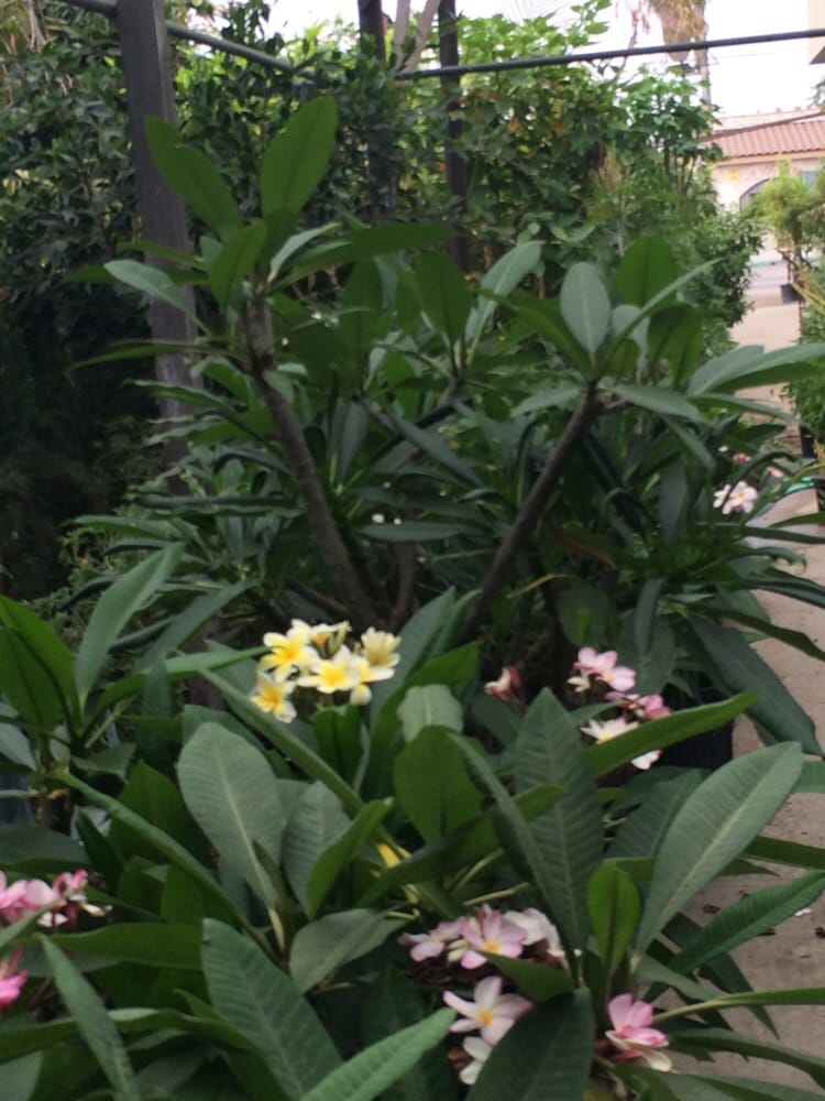 Bamboo Nursery & Garden Supplies Nurseries & Gardening Compton, CA