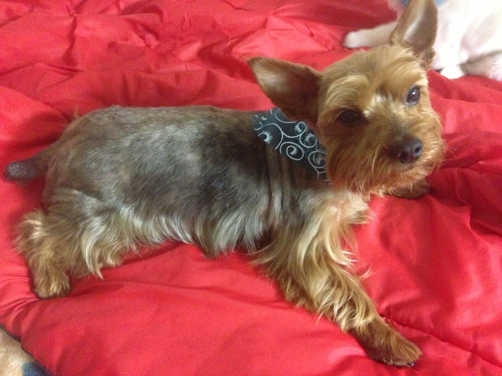 Avenue Pet Salon Pet Groomers Burlingame, CA Yelp