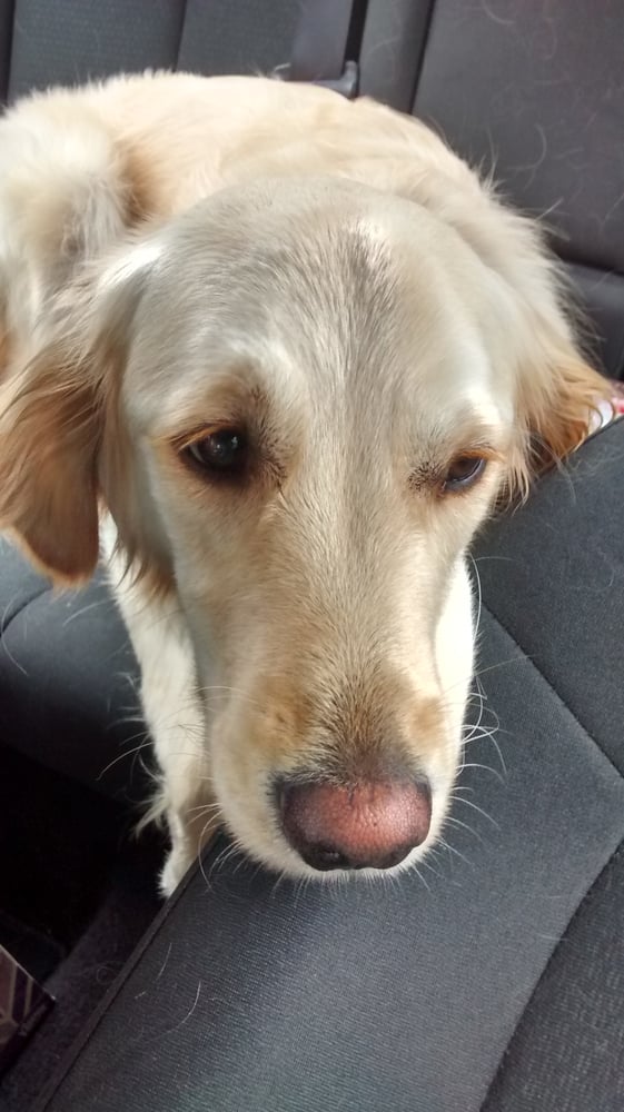 Columbia Veterinary Hospital 13 Photos Veterinarians WA