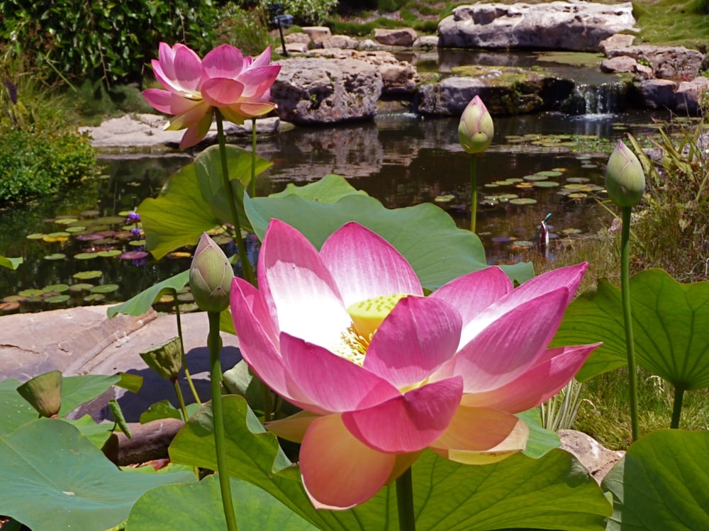 Seaside Gardens Nurseries & Gardening Carpinteria, CA Yelp