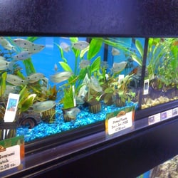 puppy store san diego kahoots pet store pet shops san carlos san diego ca united states reviews puppy store san diego kahoots pet store pet shops san carlos san diego ca united states reviews