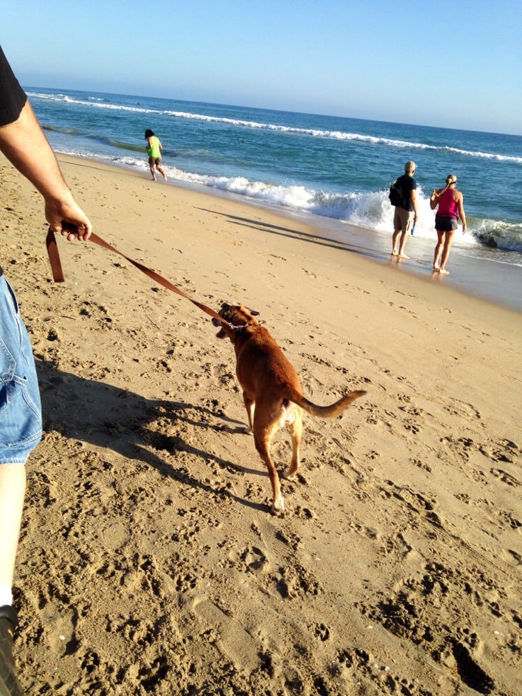 Huntington Dog Beach Beaches Huntington Beach, CA, United States Yelp