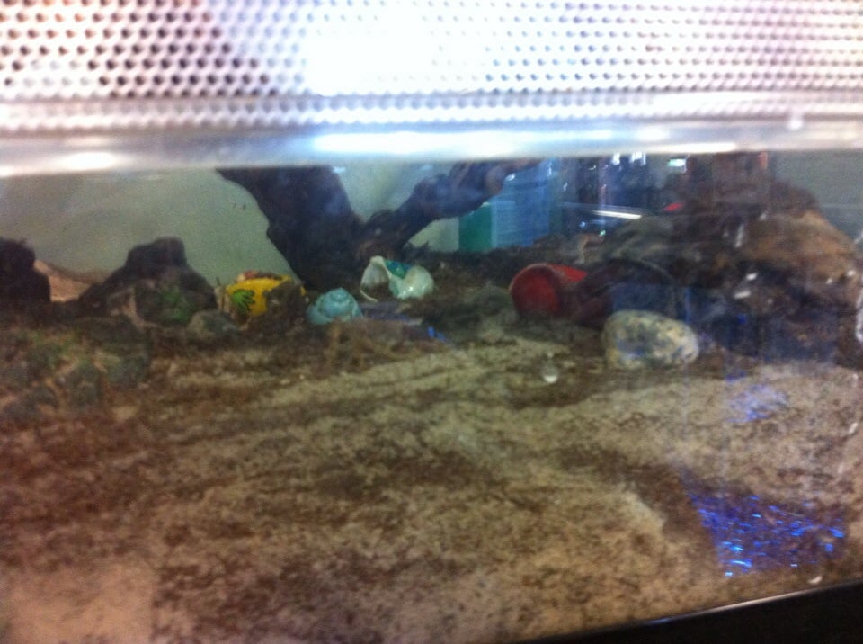 Mike’s Feed & Pets Pet Stores San Leandro, CA Reviews Photos Yelp
