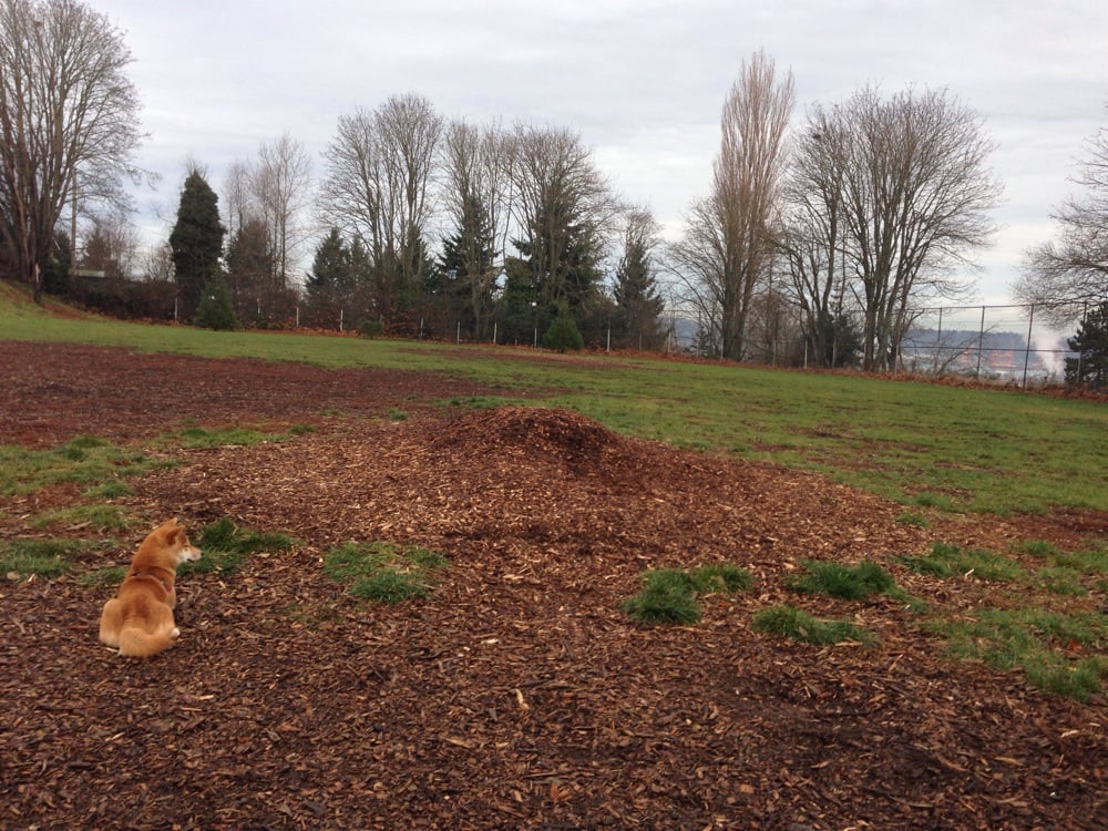 leash park near me rogers park leash park parks tacoma wa reviews photos yelp leash park near me rogers park leash park parks tacoma wa reviews photos yelp