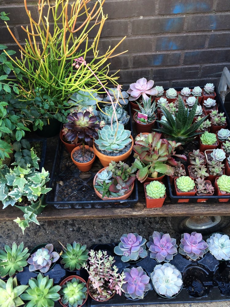 Noble Plants Nurseries &amp; Gardening Chelsea New York