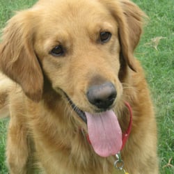 golden retriever rescue san diego ca southern california golden retriever rescue animal shelters sawtelle west los golden retriever rescue san diego ca southern california golden retriever rescue animal shelters sawtelle west los