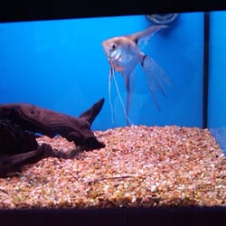 Big Al’s Aquarium Supercentre - Pet Stores - 2020 32 Ave